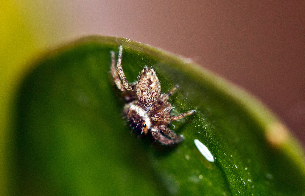 Evarcha jucunda; Trochosa sp.